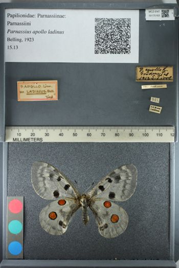 Media type: image;   Entomology 175163